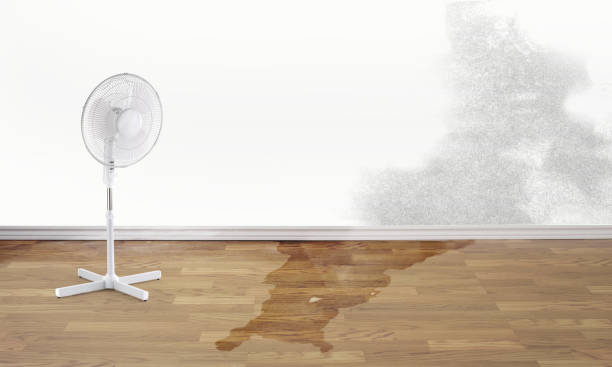  Bayard, NM Water damage restoration Pros